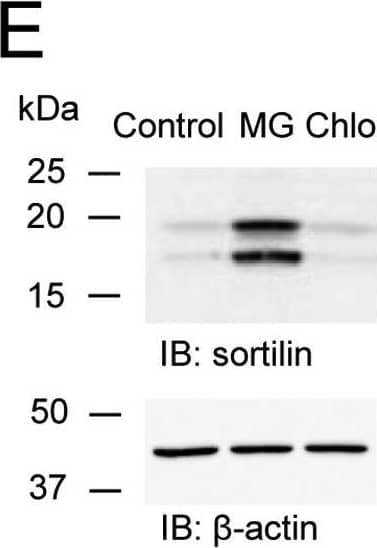 beta-Actin Antibody (AC-15)