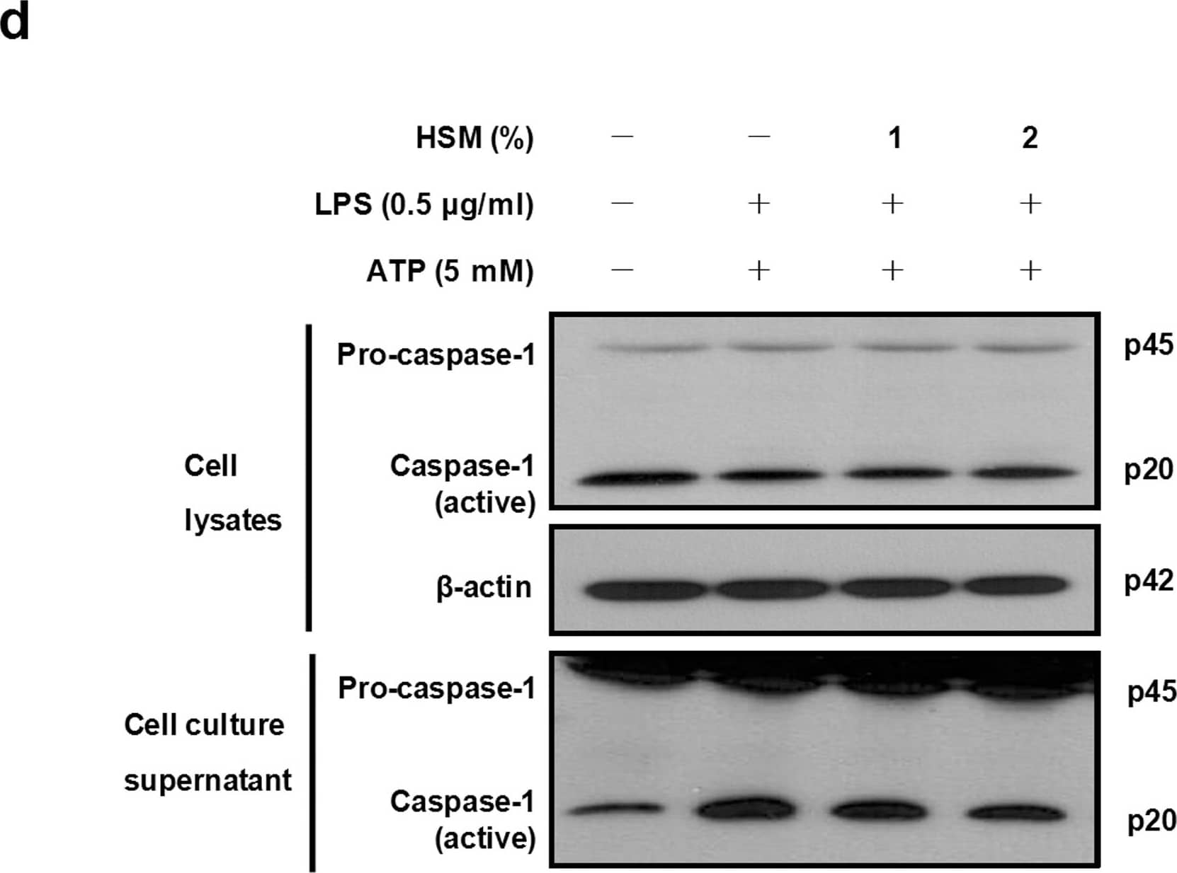 beta-Actin Antibody (AC-15)
