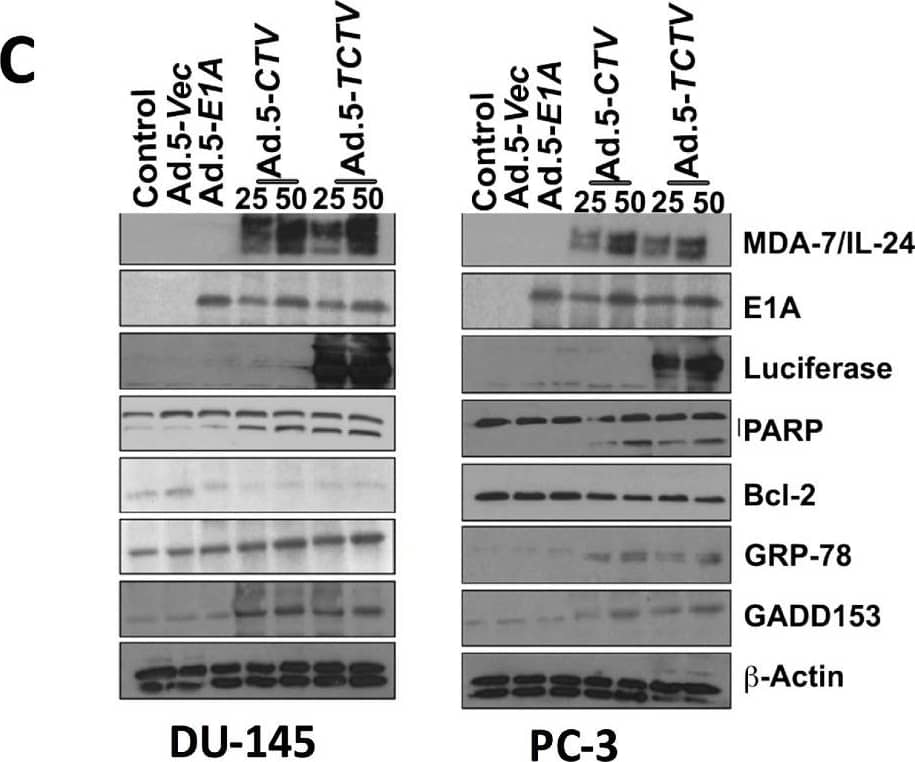 beta-Actin Antibody (AC-15)