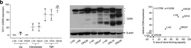 beta-Actin Antibody (AC-15)