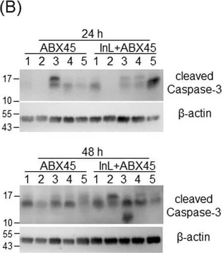 beta-Actin Antibody (AC-15)