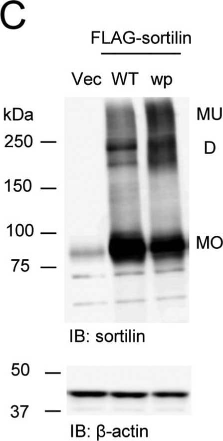 beta-Actin Antibody (AC-15)