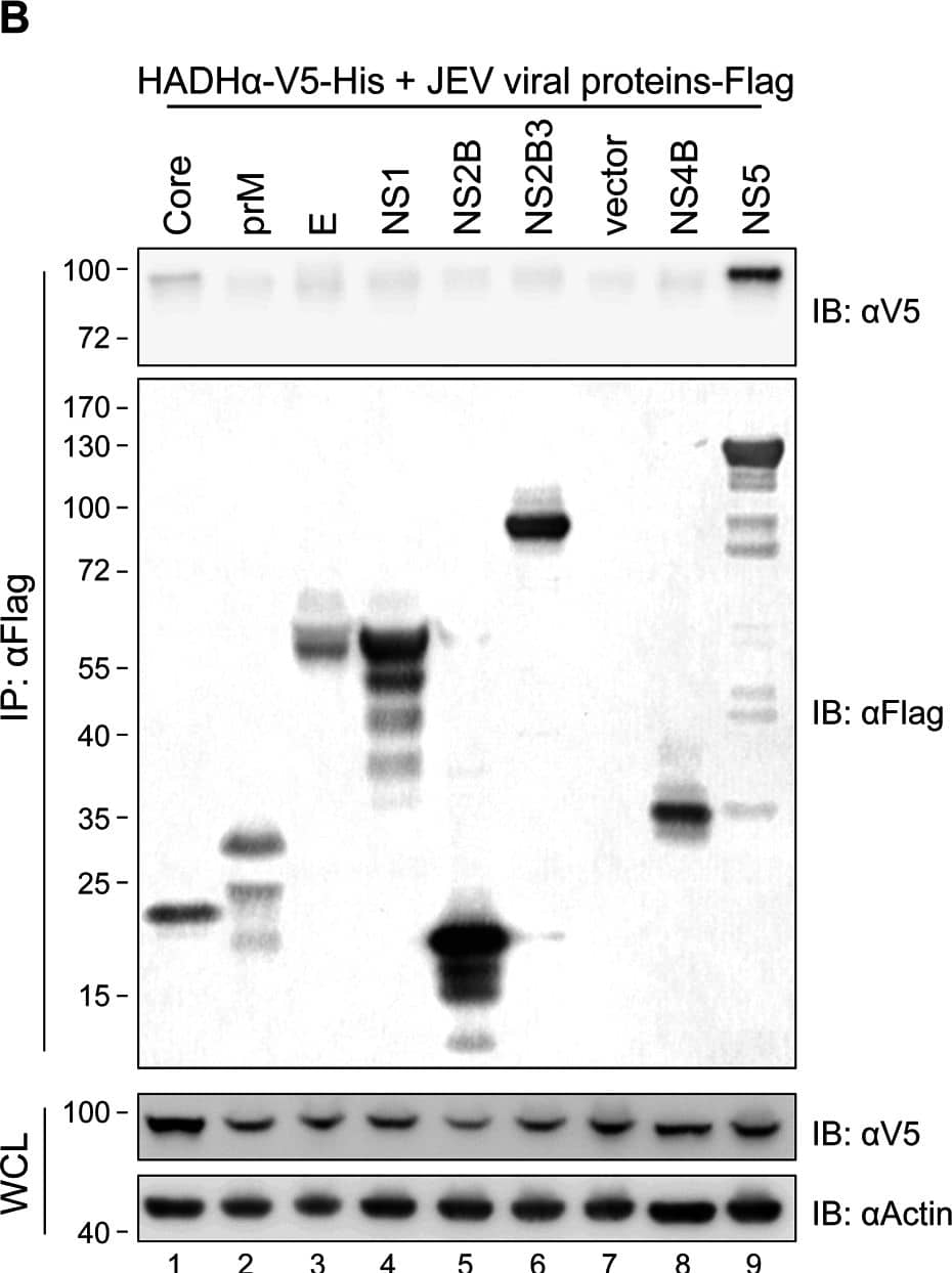 beta-Actin Antibody (AC-15)