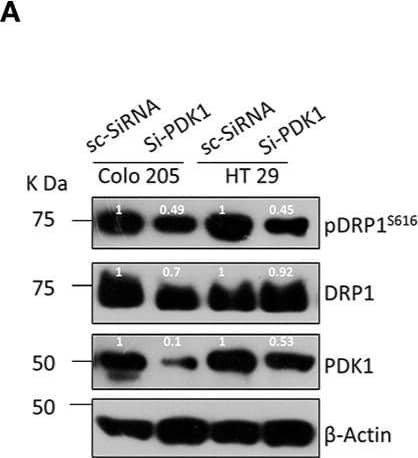 beta-Actin Antibody (AC-15)
