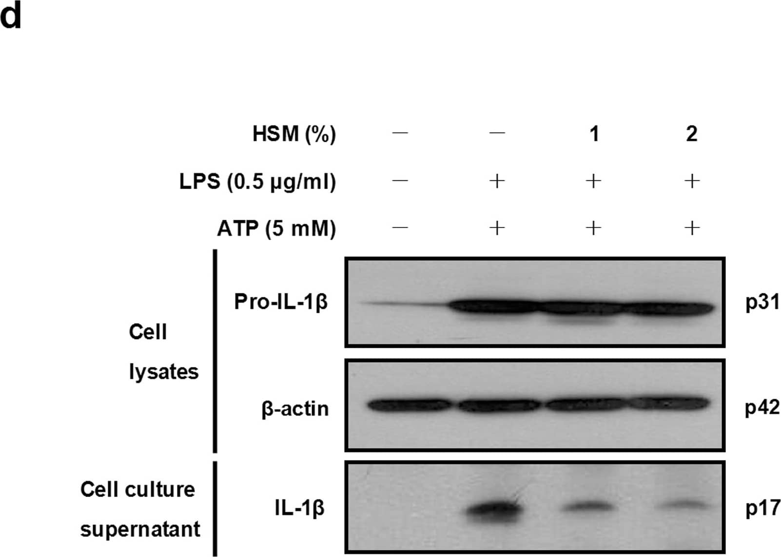 beta-Actin Antibody (AC-15)