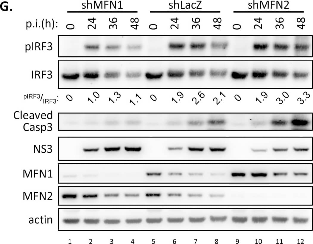 beta-Actin Antibody (AC-15)