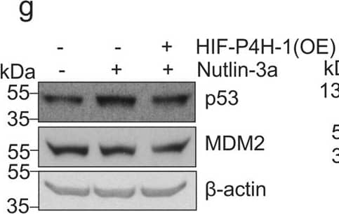 beta-Actin Antibody (AC-15)