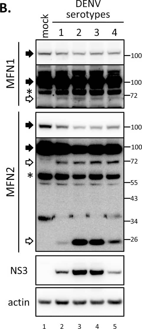 beta-Actin Antibody (AC-15)