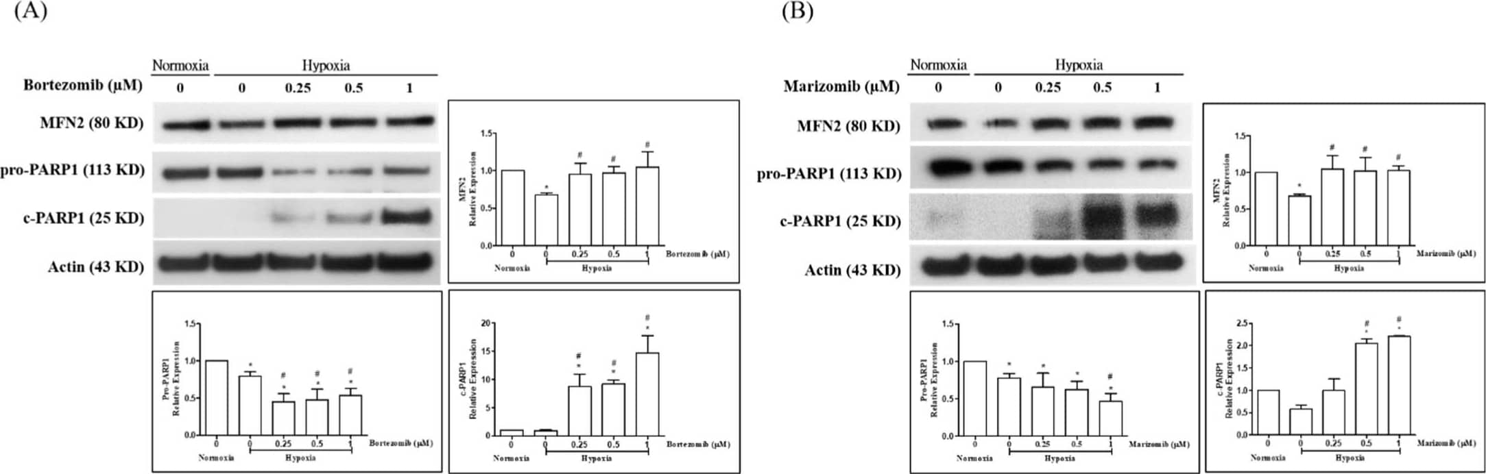 beta-Actin Antibody (AC-15)