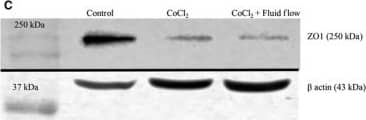 beta-Actin Antibody (AC-15)