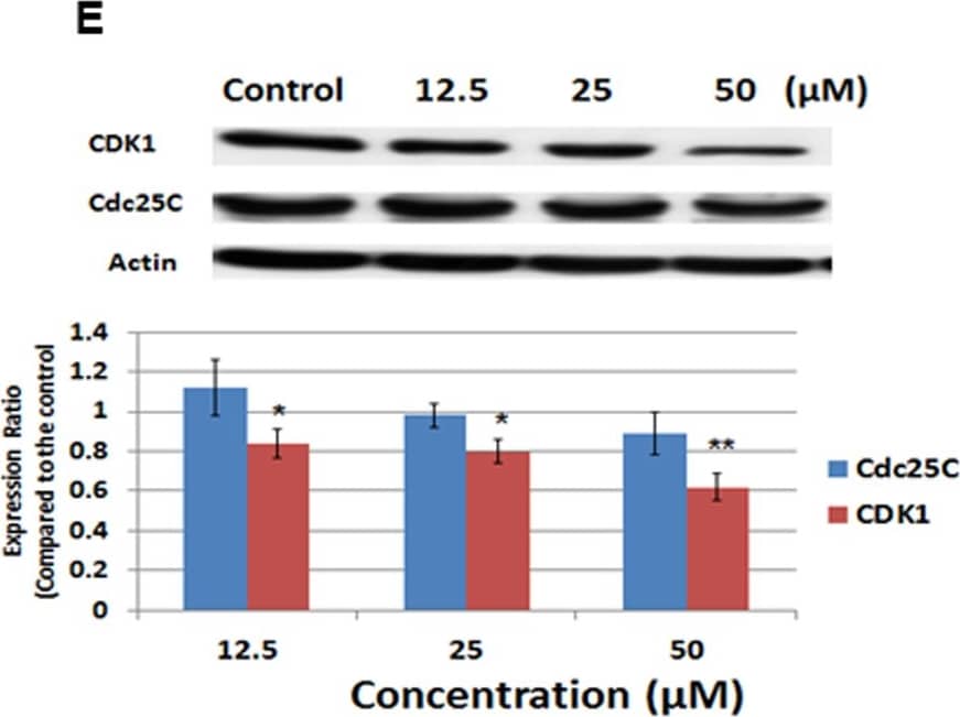 beta-Actin Antibody (AC-15)
