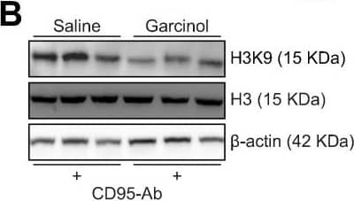 beta-Actin Antibody (AC-15)