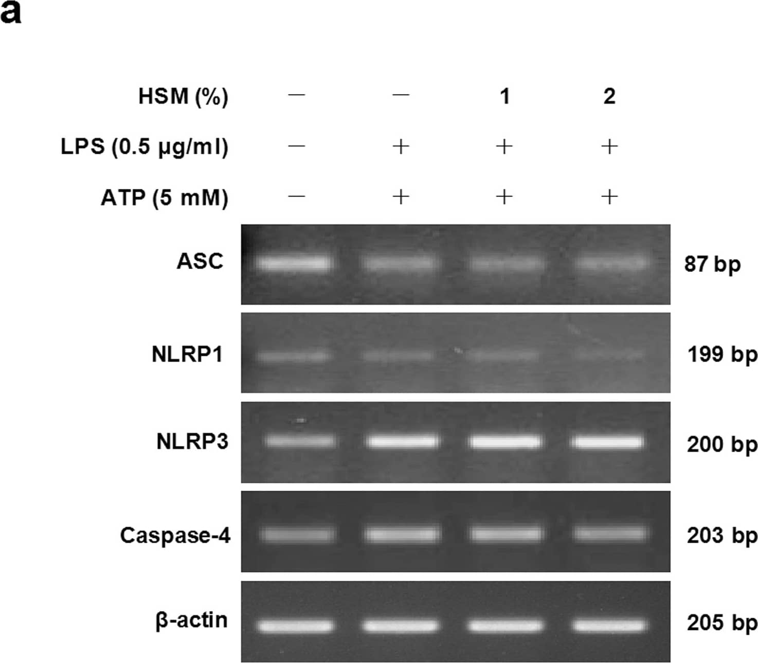 beta-Actin Antibody (AC-15)