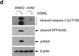 beta-Actin Antibody (AC-15)