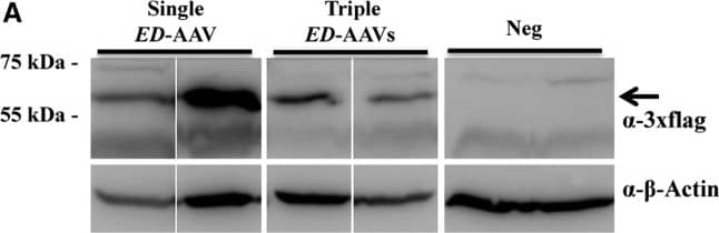 beta-Actin Antibody (AC-15)