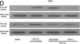 beta-Actin Antibody (AC-15)
