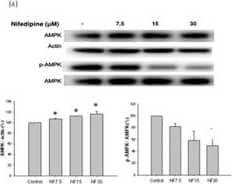 beta-Actin Antibody (AC-15)