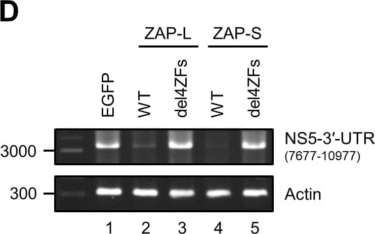beta-Actin Antibody (AC-15)