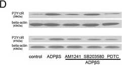 beta-Actin Antibody (AC-15)