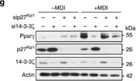 beta-Actin Antibody (AC-15)