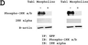 beta-Actin Antibody (AC-15)