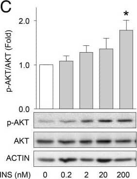 beta-Actin Antibody (AC-15)