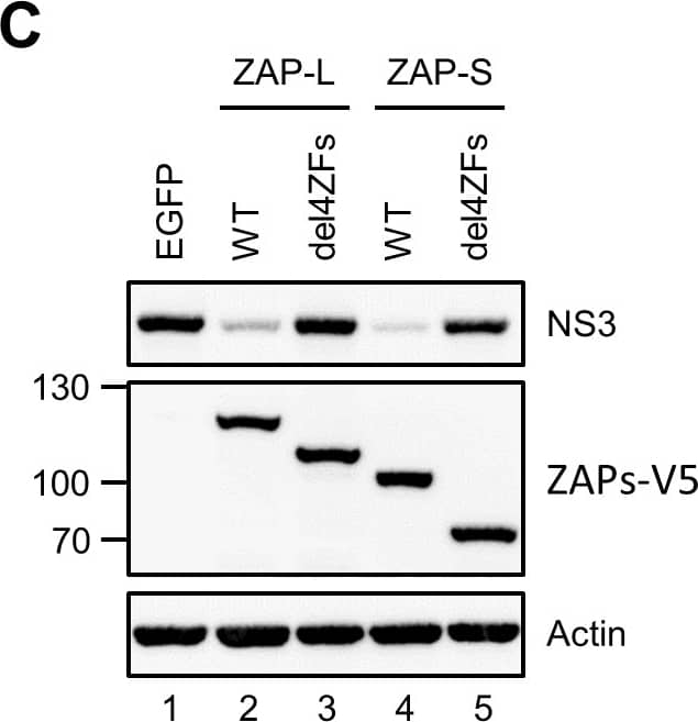 beta-Actin Antibody (AC-15)