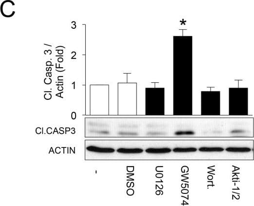 beta-Actin Antibody (AC-15)