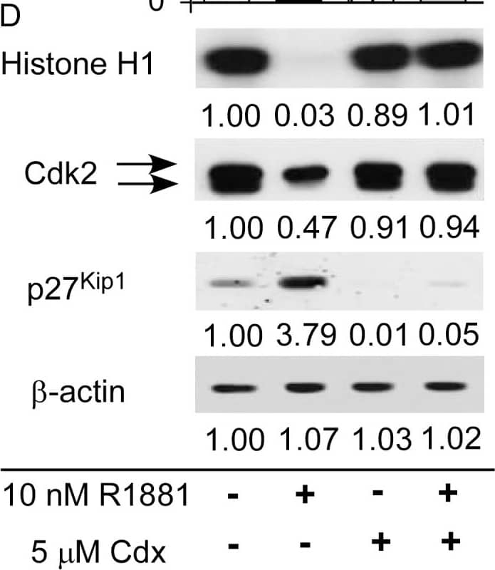 beta-Actin Antibody (AC-15)
