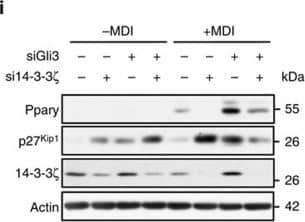 beta-Actin Antibody (AC-15)