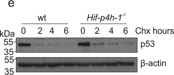 beta-Actin Antibody (AC-15)