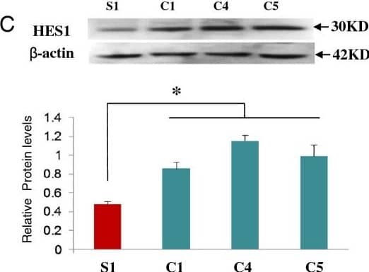 beta-Actin Antibody (AC-15)