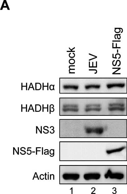 beta-Actin Antibody (AC-15)