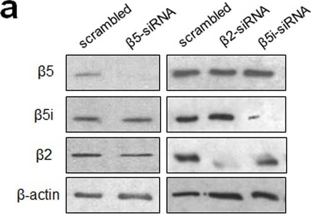 beta-Actin Antibody (AC-15)