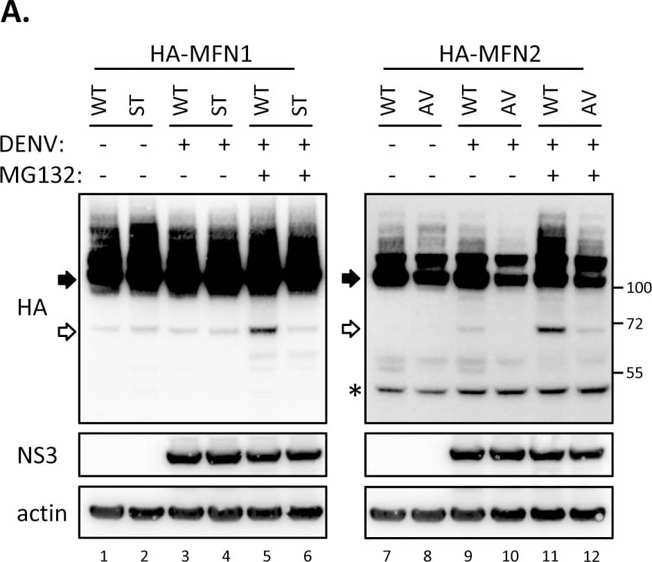 beta-Actin Antibody (AC-15)