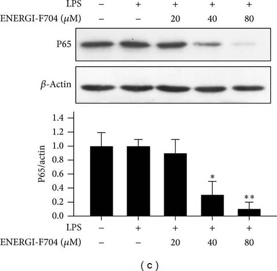 beta-Actin Antibody (AC-15)