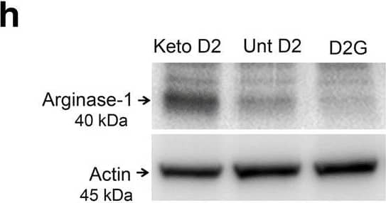 beta-Actin Antibody (AC-15)