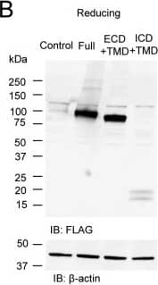 beta-Actin Antibody (AC-15)