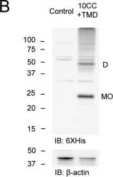 beta-Actin Antibody (AC-15)