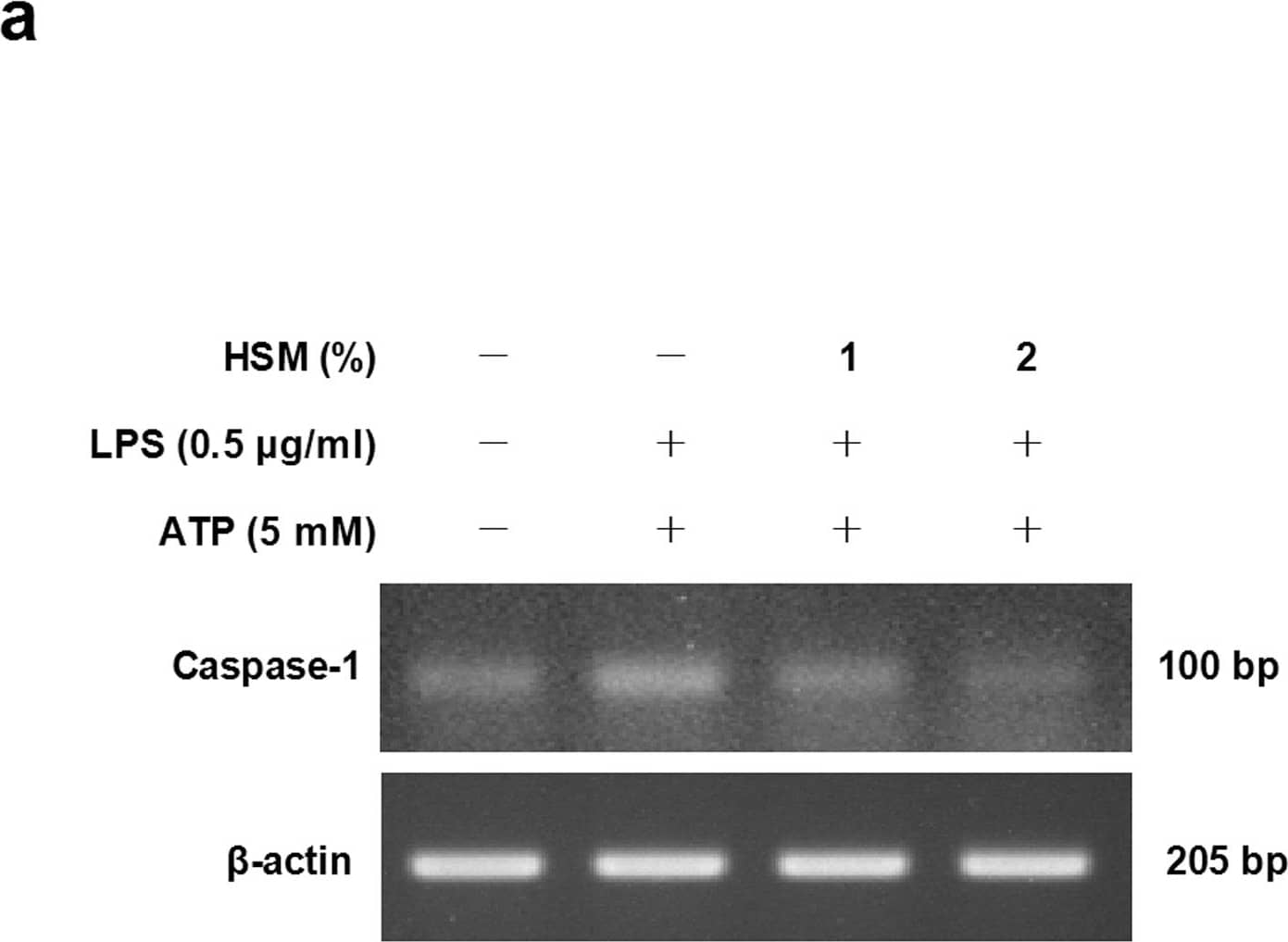 beta-Actin Antibody (AC-15)