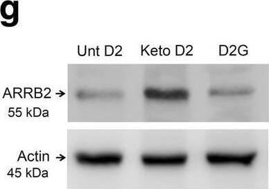 beta-Actin Antibody (AC-15)