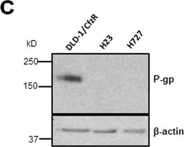 beta-Actin Antibody (AC-15)