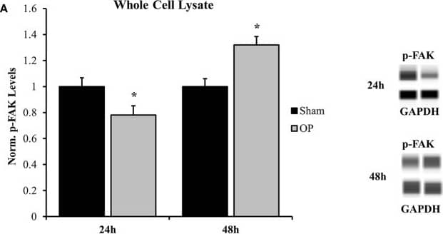 GAPDH Antibody (6C5cc)