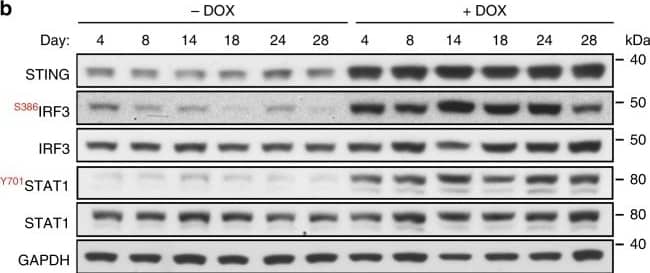 GAPDH Antibody (6C5cc)