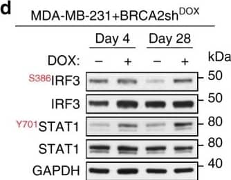GAPDH Antibody (6C5cc)