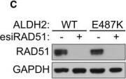 ワンランク上のファーマネックス•ビジネス ニュースキン ハンドブック2 GAPDH Antibody (6C5cc) - BSA Free (NB600-502) by Novus, Part