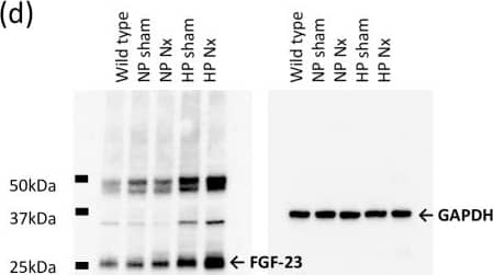 GAPDH Antibody (6C5cc)