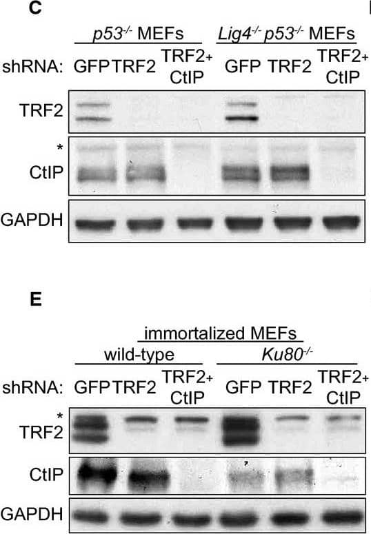 GAPDH Antibody (6C5cc)