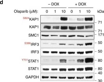 GAPDH Antibody (6C5cc)