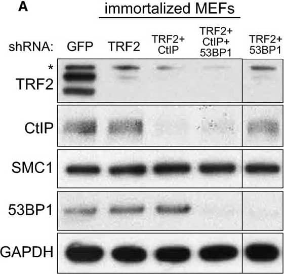 GAPDH Antibody (6C5cc)